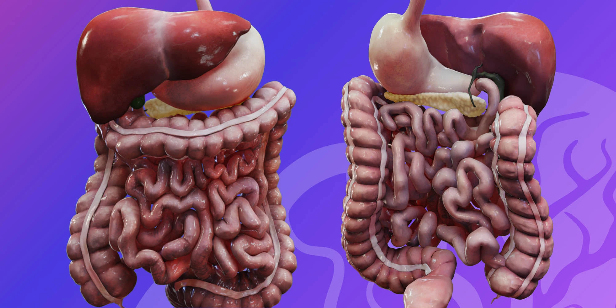 Abdomen digestive system image